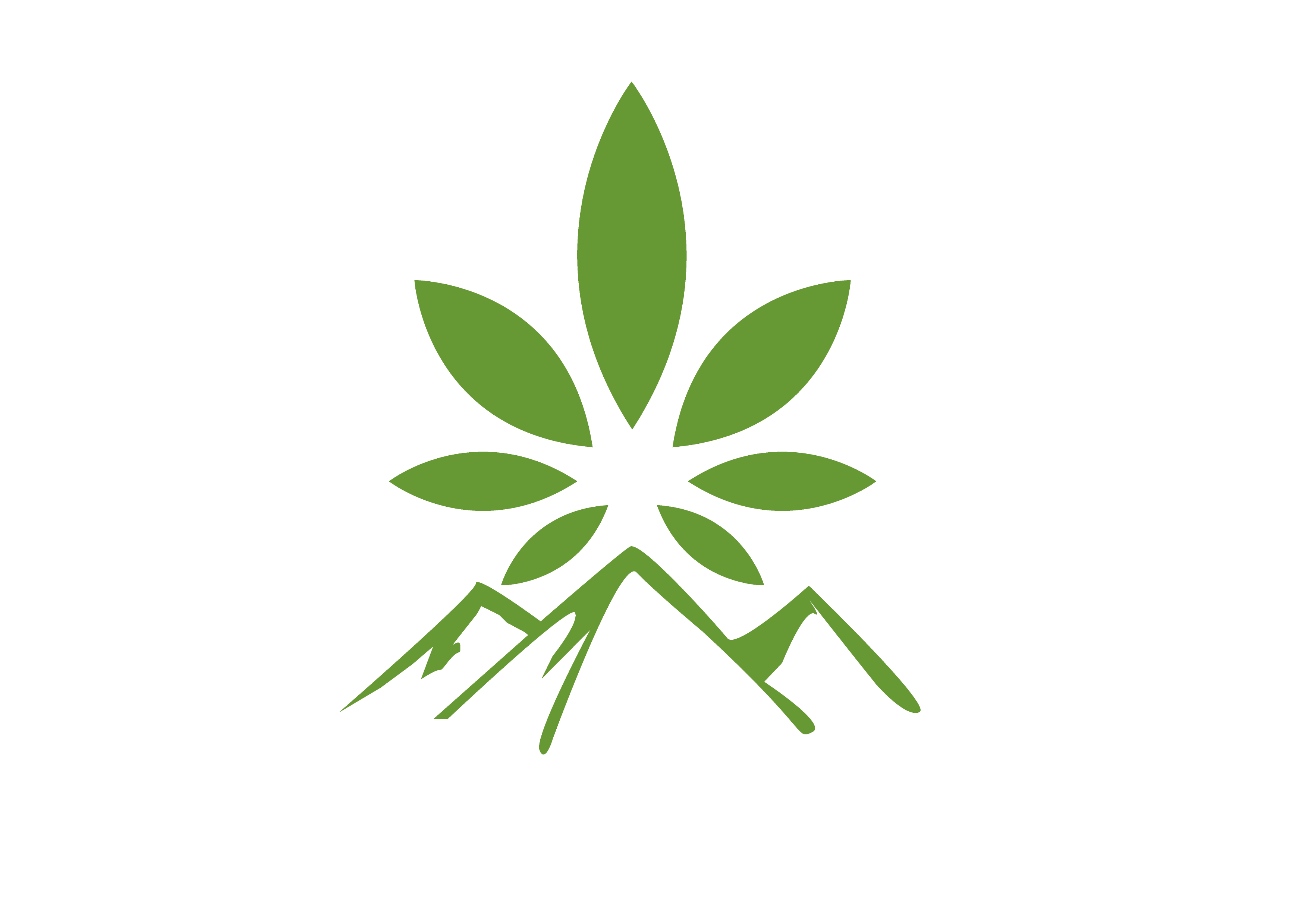 plante chanvre cannabis feuille tige